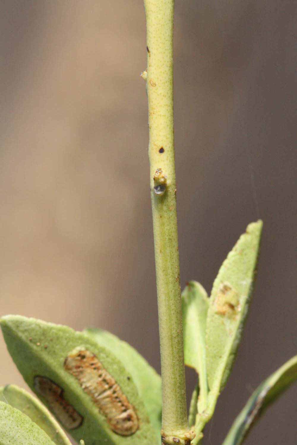              First year twig (Riverside, CA)       